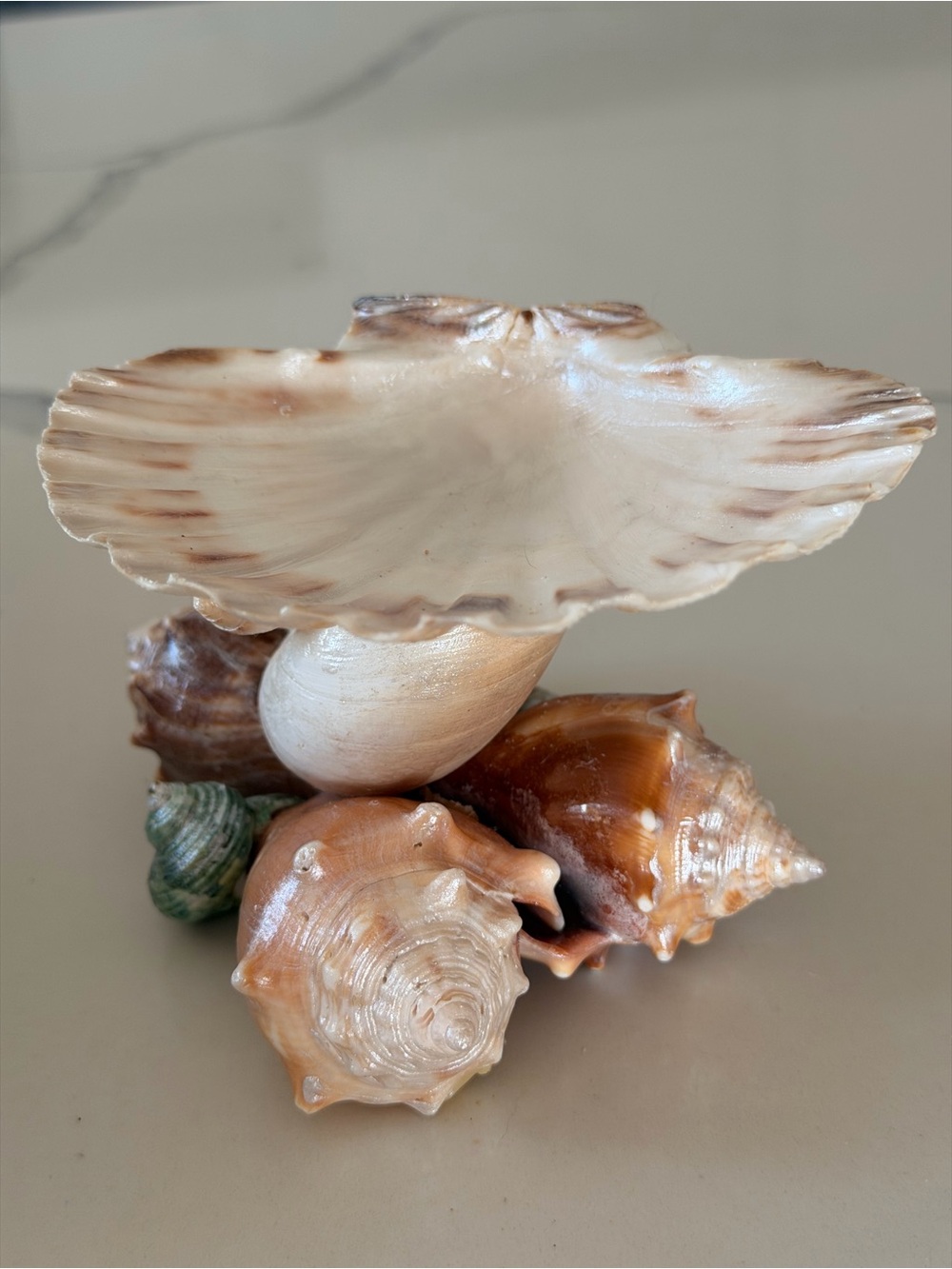Seashell Decorative Accent Bowl - Natural Brown and Cream - Picture 5 of 7